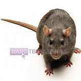 سمپاشی موش سمپاشی موش